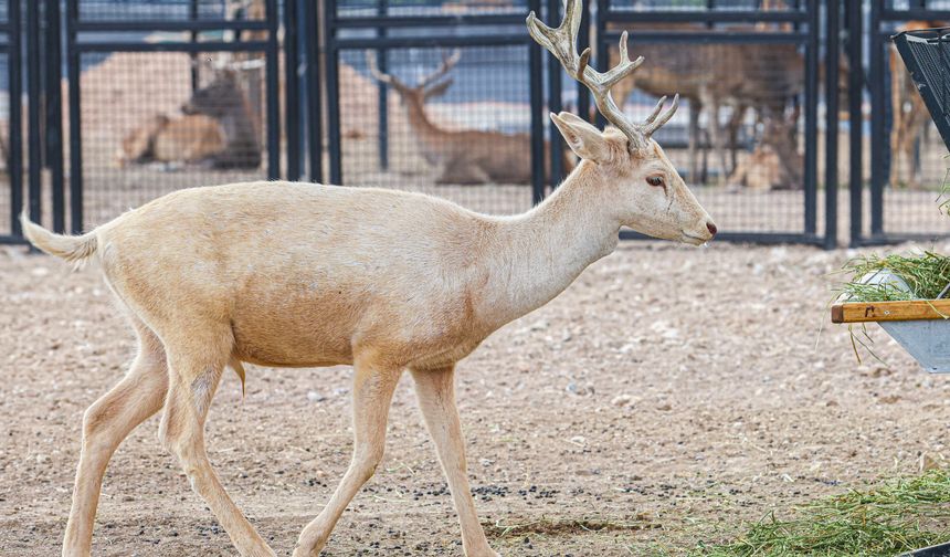 Başkentin sevimli sakinleri ziyaretçilerini ağırlıyor