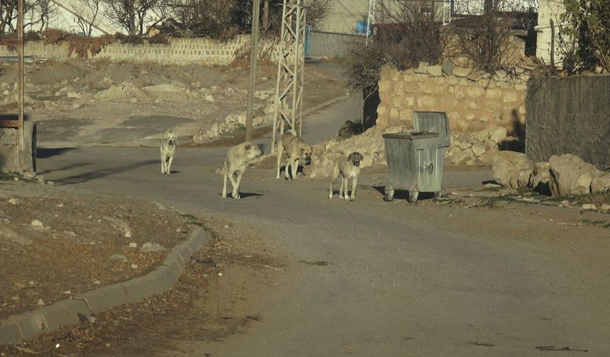 Esnaftan topladığı yiyeceklerle gönüllü olarak sokak hayvanlarını besliyor