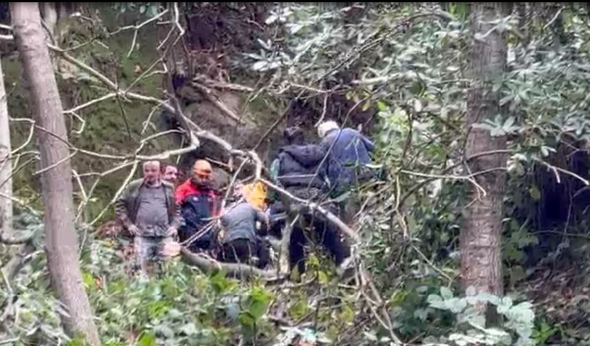 Kestiği ağacın çarpması sonucu yaralandı