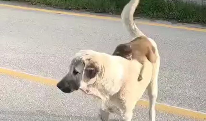 Sırtında maymun gezdiren köpek ilgi odağı oldu