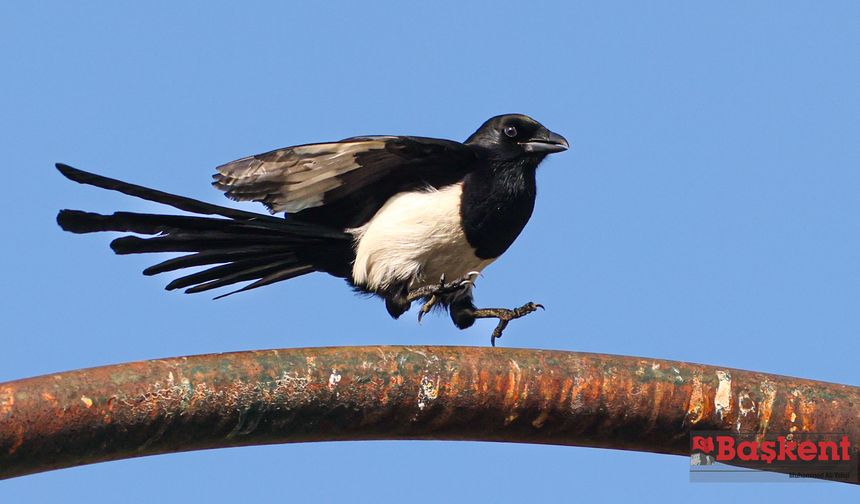Şehrin Haylaz Kuşları: Saksağanlar