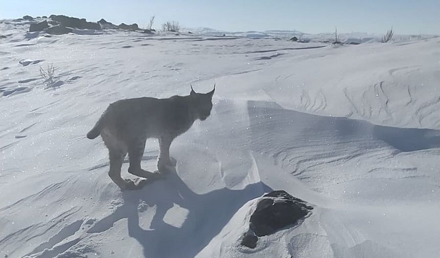 Atıyla gezerken vaşakla karşılaştı