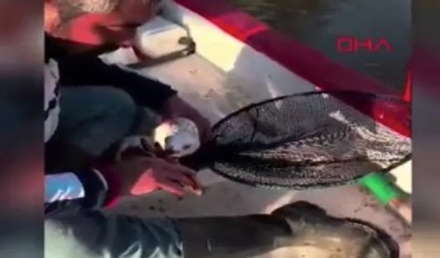 Gagasına iğne batıp, misinaya dolanan martı kurtarıldı