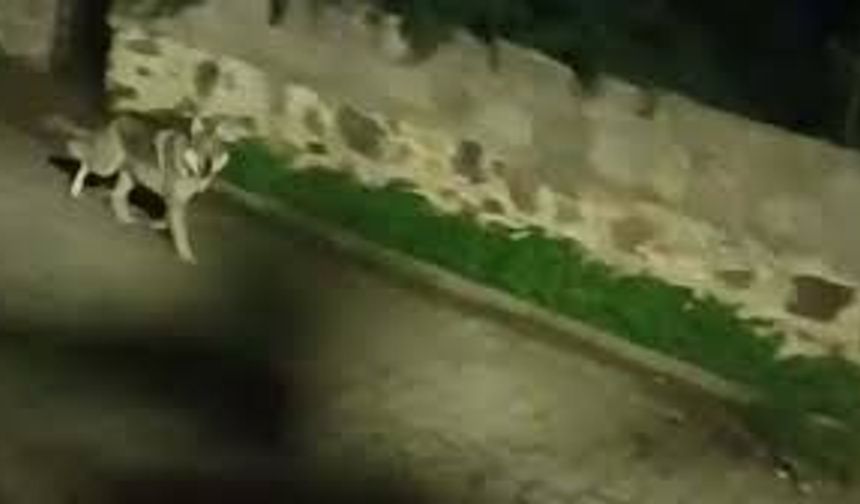 ‘Kurtlar, şehir yaşamına alıştırılan yaban domuzlarını izleyip kent merkezlerine kadar inebiliyor’