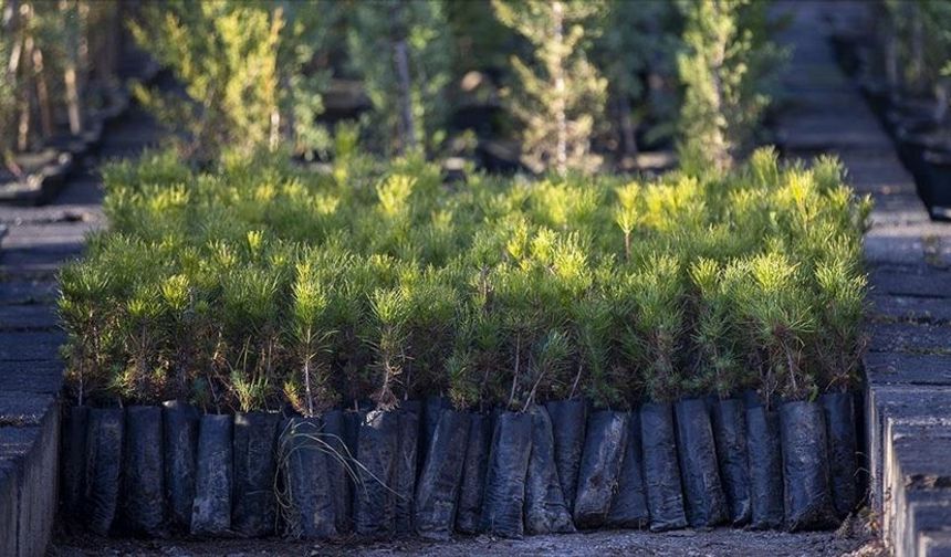 Türkiye'de geçen yıl 517 milyon fidan ve tohum toprakla buluştu