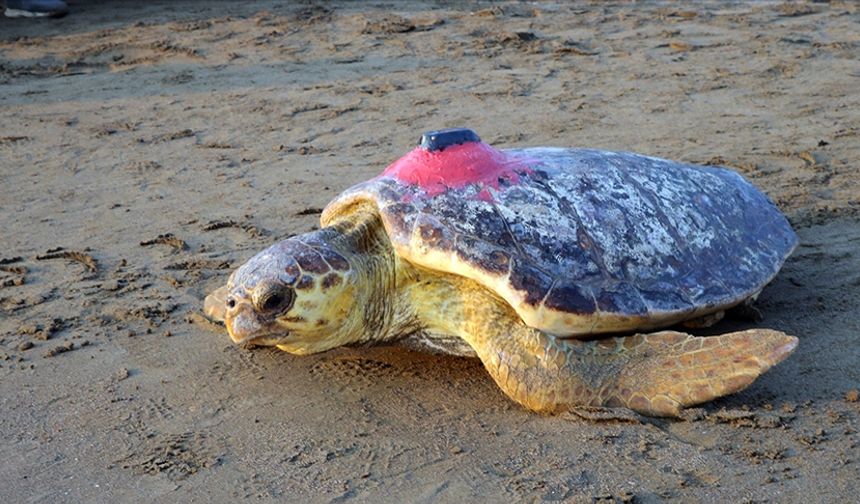 Caretta caretta "Tuba" ikinci turunda Ege ve Akdeniz'den ayrılmadı