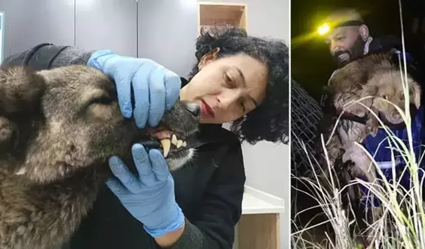 Manisa'daki selde kurtarılan 3 köpek, Bursa'da tedaviye alındı