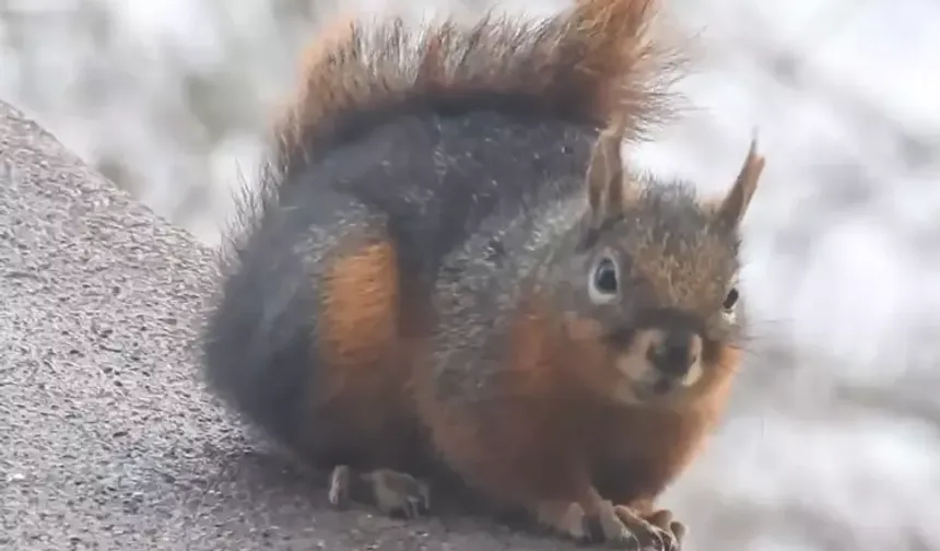 Uludağ'da kar ile susuzluğunu gideren sincap kamerada