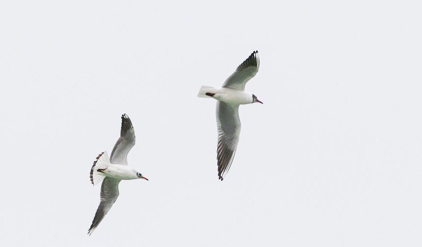 Bozkırın martıları