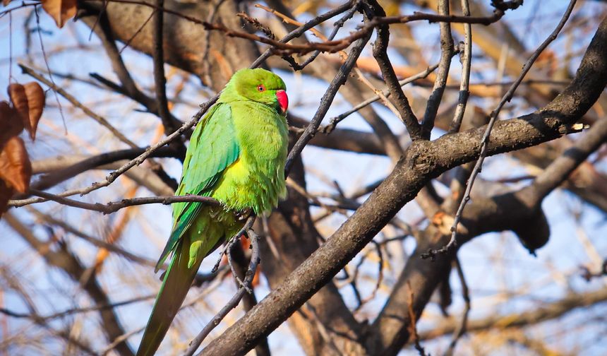 Kurtuluş Parkı’nın tropik sakinleri