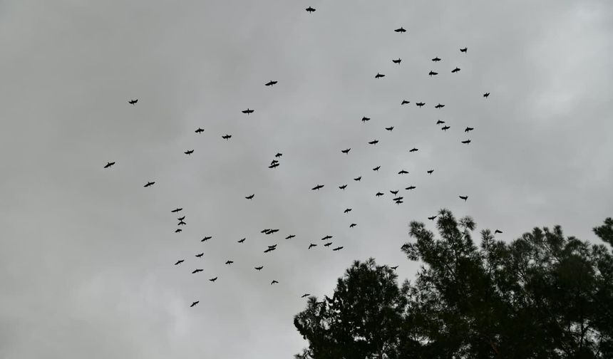 Bereketin sembolü kafesteki 277 kelaynak doğaya salındı