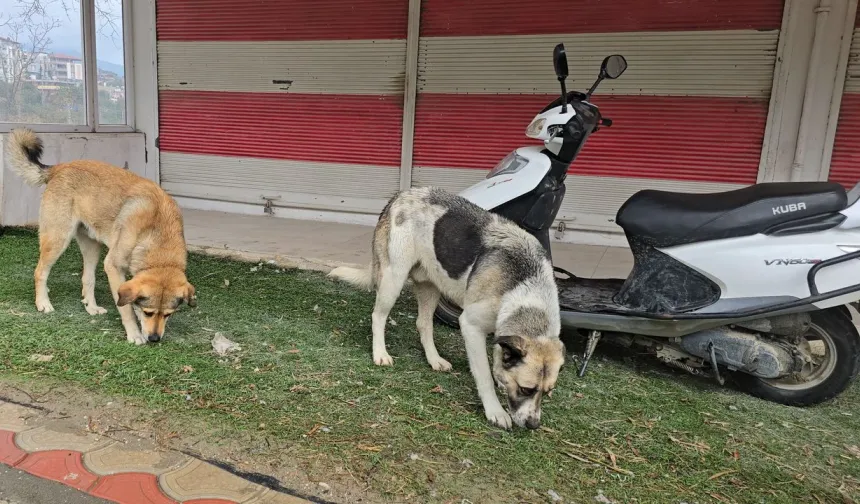 Hatay’da 4 mahalle ‘kuduz risk bölgesi’ ilan edildi