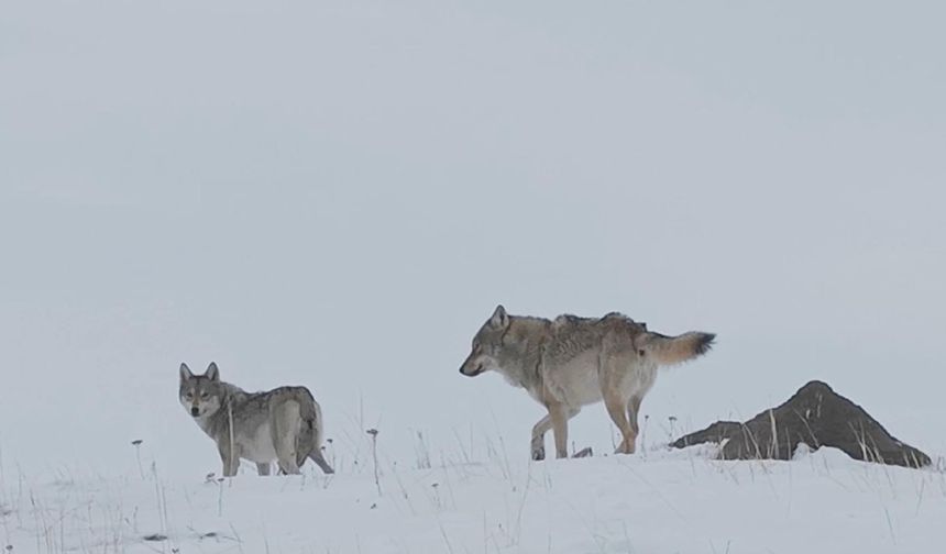 Köye inen kurtlar dronla görüntülendi