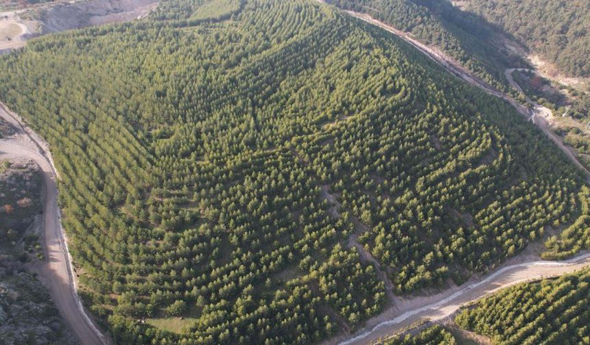 Maden sahası rehabilitasyonla yeşerdi