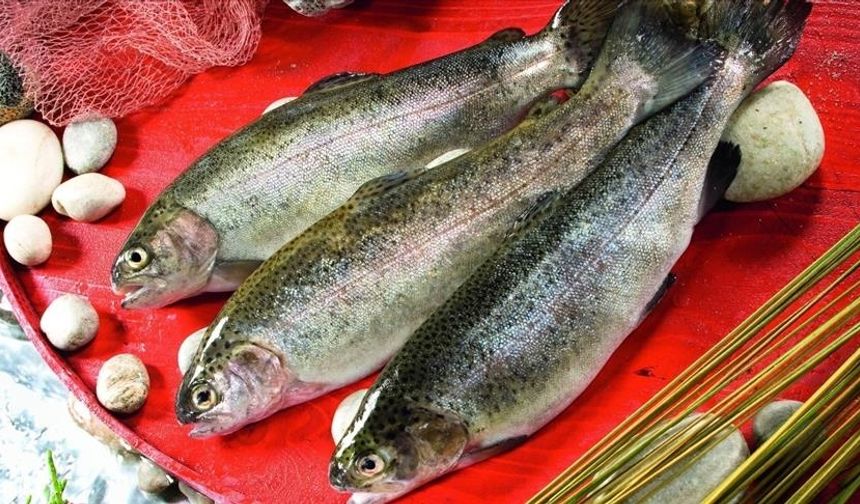 Türk somonu ihracatı yıla yükselişle başladı