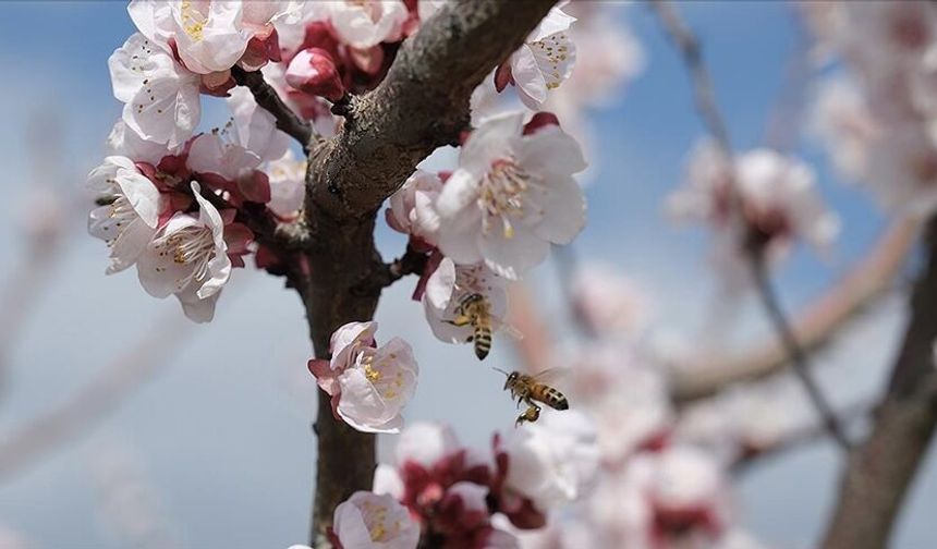 Mersin'de kayısı ağaçları çiçeklendi