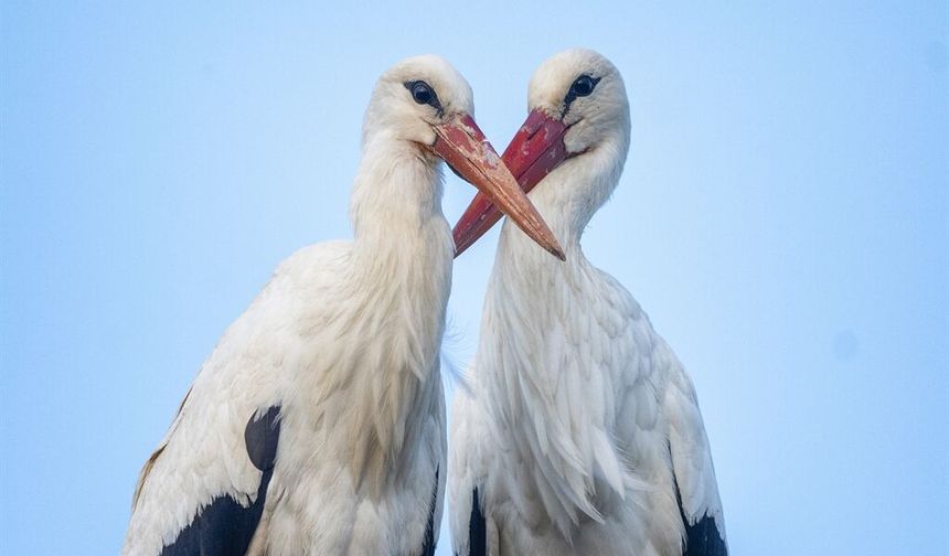 Yaren leyleğin eşi Nazlı geldi