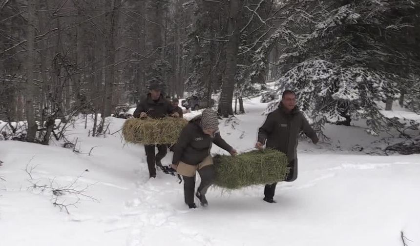 Bolu'da yaban hayvanları için doğaya yem bırakıldı