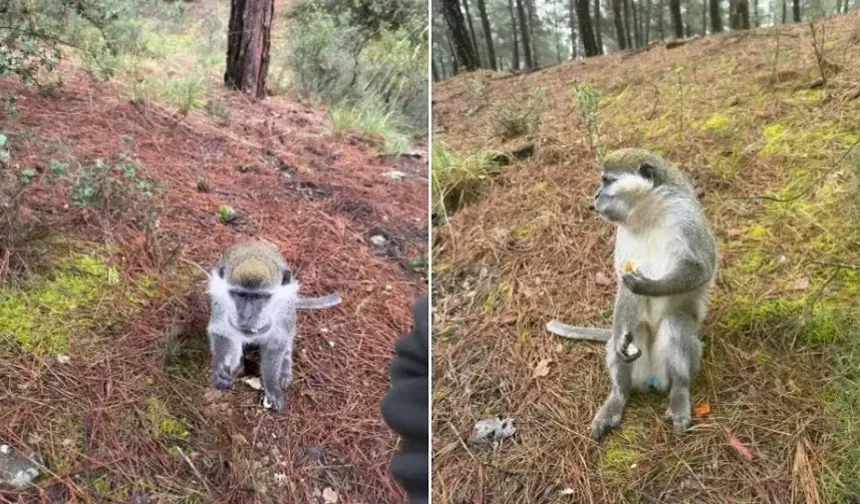 Denizli'de mantar arayan kişi ormanda maymun buldu