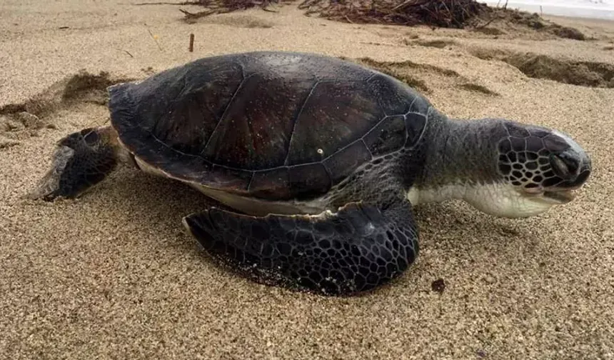 Kuşadası’nda 4 deniz kaplumbağası daha ölü bulundu
