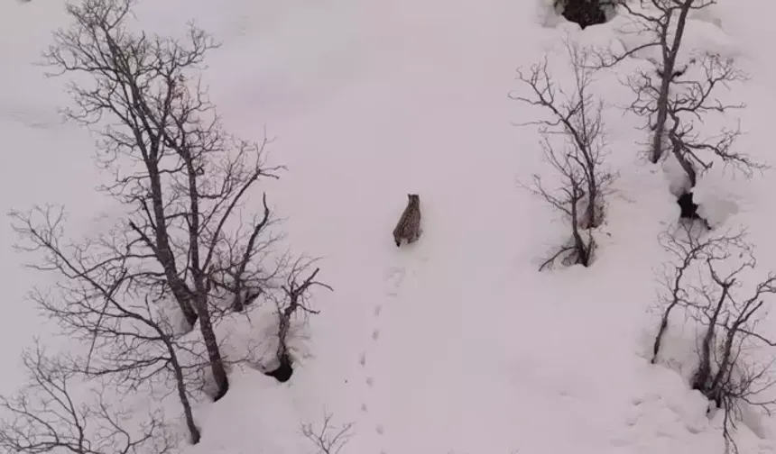 Tunceli'de karlı dağlarda gezinen vaşak, dronla görüntülendi