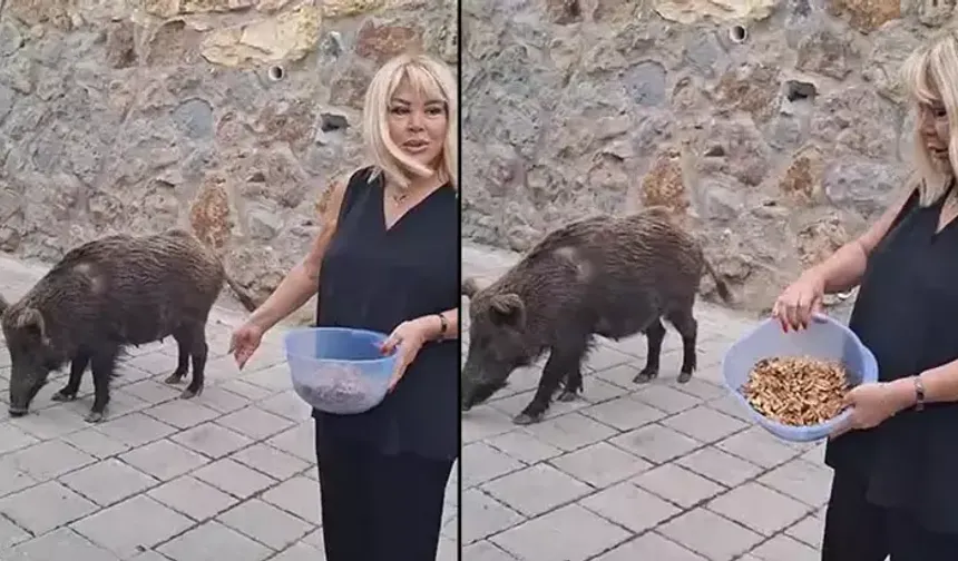 Şarkıcı Safiye Soyman, kapısına gelen yaban domuzunu cevizle besledi
