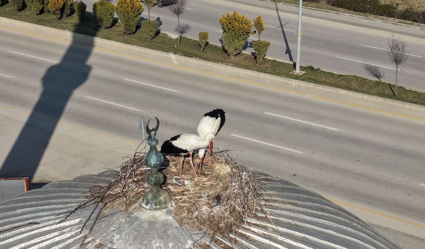 Çubuk’ta baharın müjdecisi leylekler yuvalarına dönmeye başladı