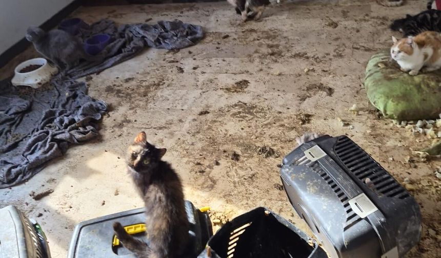 Ankara'da kötü şartlarda tutulan 102 hayvana el konuldu