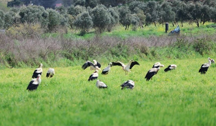 Göç yolculuğunda leyleklerin görsel şöleni
