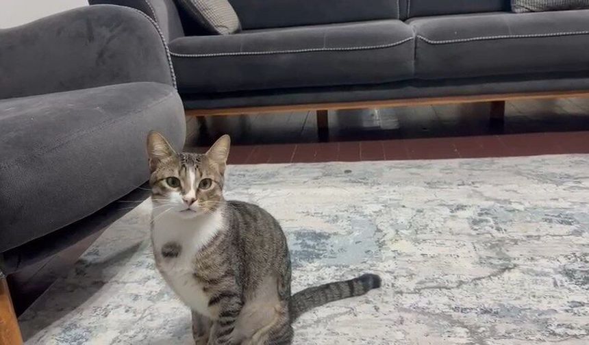 Kedinin midesindeki vantuz, 4 yıl sonra fark edilerek çıkarıldı