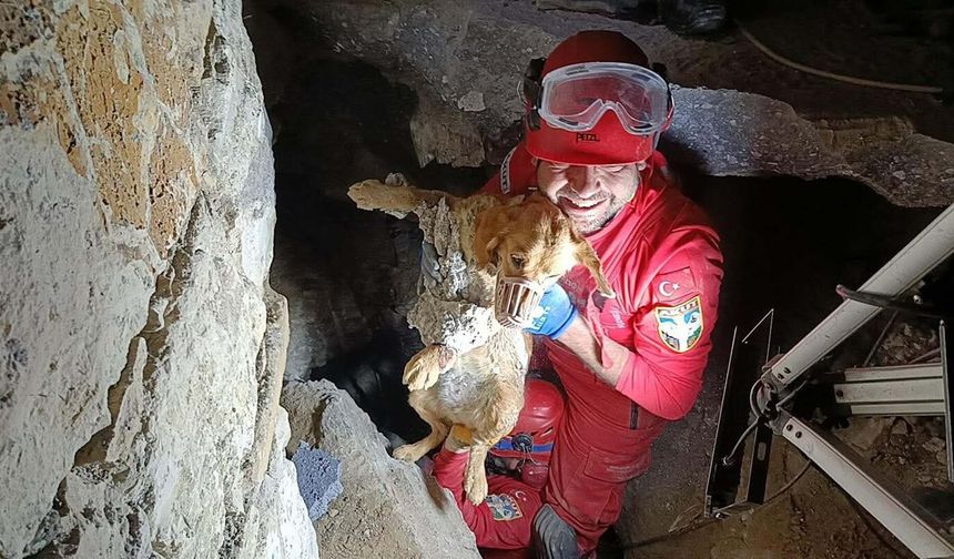 Kuruyan betonda mahsur kalan 'Paris', 7 saat sonra özgürlüğüne kavuştu