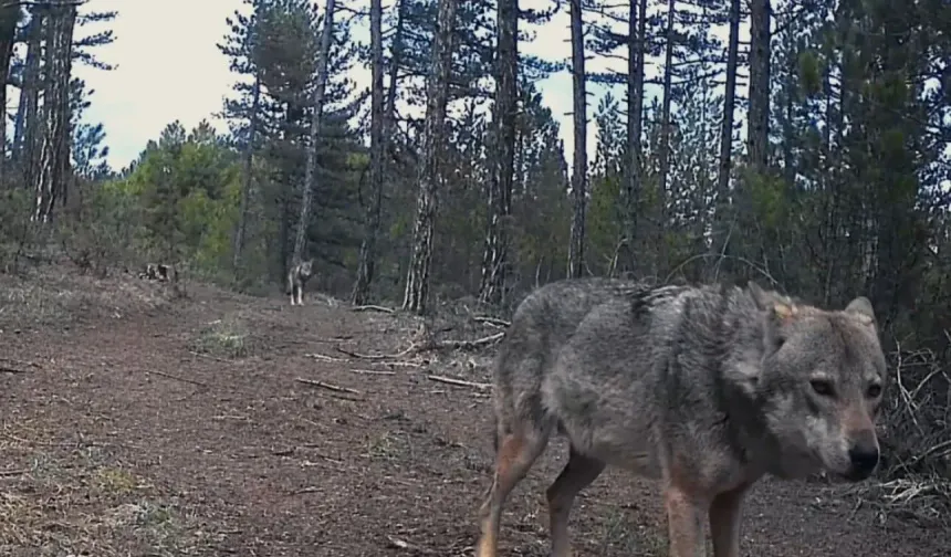 Karabük'te kurtlar fotokapanla görüntülendi