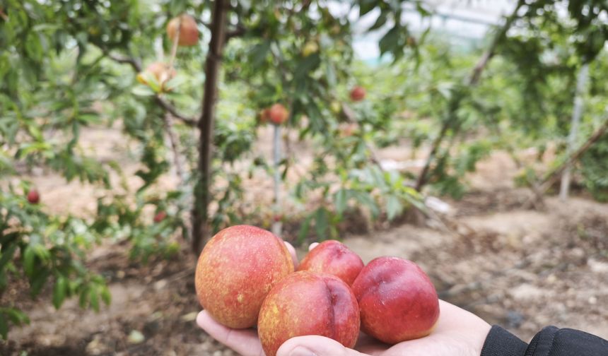 Mersin’de erkenci nektarin hasadı sürüyor; kilosu 500 TL’den alıcı buluyor