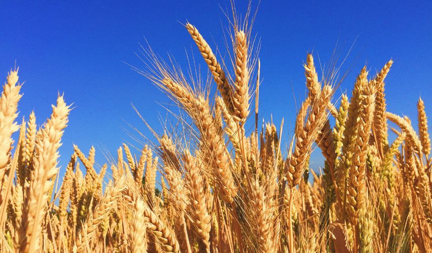 TMO yeni hasat sezonu öncesi hububat satış politikası belirledi