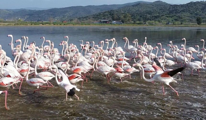Taşan Menderes, buğday tarlalarını sular altında bıraktı; flamingolar akın etti