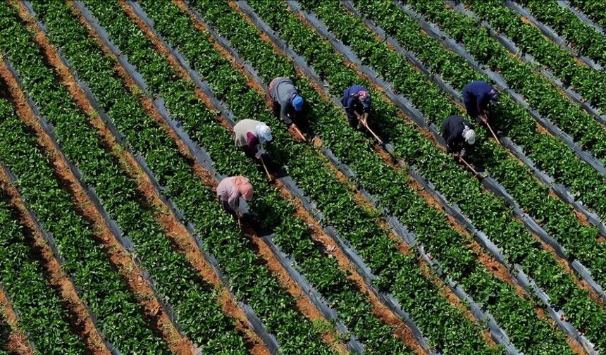 Çiftçilere 12,3 milyar liralık tarımsal destekleme ödemesi yarın yapılacak