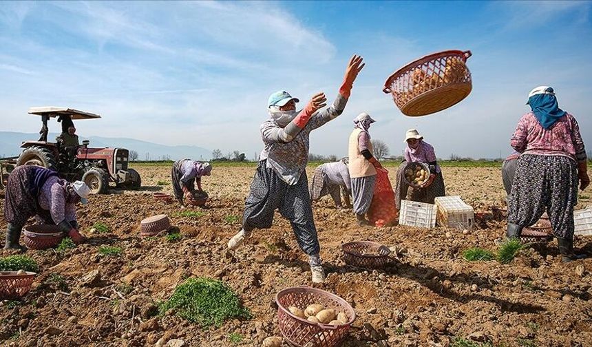 Patates deposu Ödemiş'te hasat ve ekim bir arada