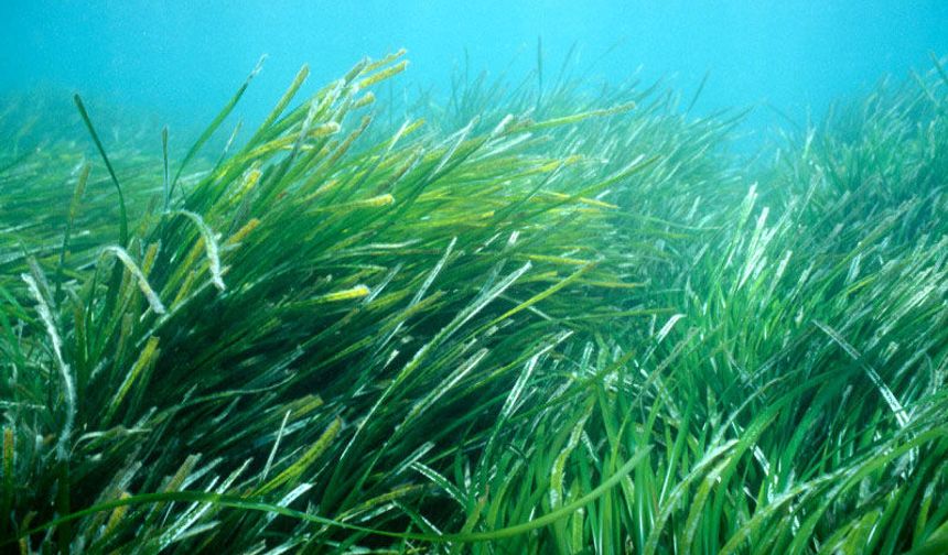 Denizlerin akciğerleri çökme tehlikesiyle karşı karşıya