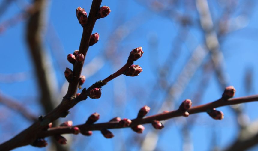 Zirai dondan etkilenen kayısıda bu yıl yüksek verim bekleniyor