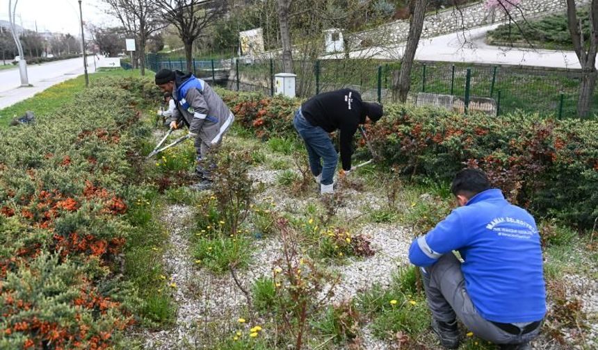 Mamak’ta ağaç budama ve çevre temizliği