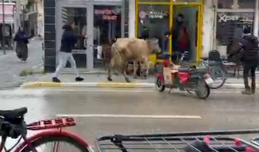 Kaçan inek, berber dükkanı ile çay ocağına girmeye çalıştı