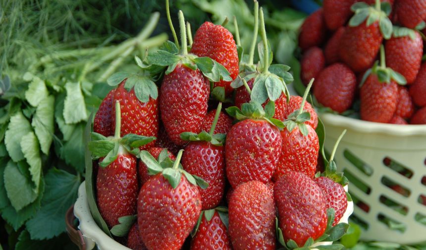 Yaş meyve sebze ihracatında ilk çeyrekte 1 milyar dolar aşıldı