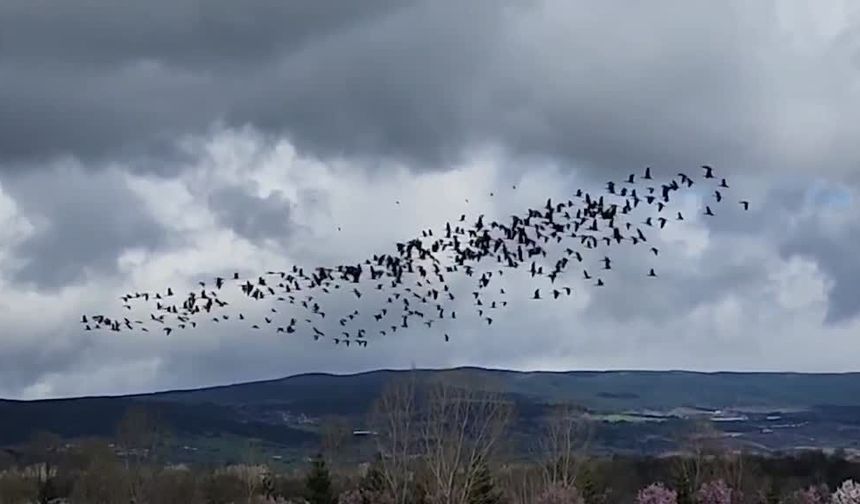 Yeniçağa Gölü Kuş Cenneti'nde nesli tükenme tehlikesi altındaki çeltikçi kuşları görüntülendi