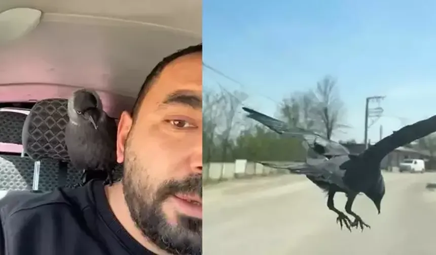 Okşayıp sevdiği karga peşini bırakmadı