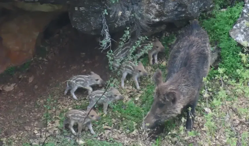 Siirt’te yaban domuzu ve yavruları görüntülendi