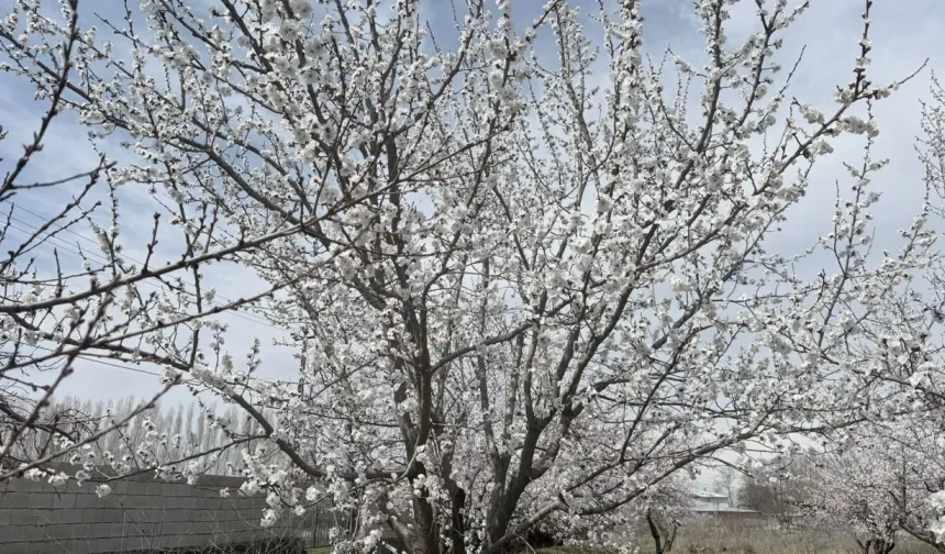 Ankara için zirai don uyarısı
