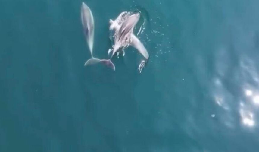 Bartın’da yunuslar cep telefonuyla görüntülendi