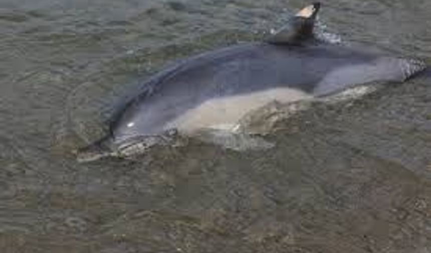 Trabzon'da ölü yunus sahile vurdu