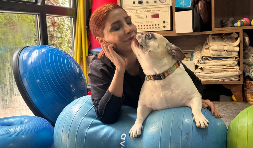 Obez köpek 'Ori' pilatesle zayıflıyor