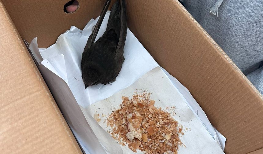 Öğrencilerin bulduğu ebabil kuşu, koruma altına alındı